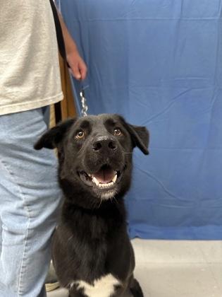 Enlarge Turbo, a Adoptable mixed breed in McCook, NE image 1/3