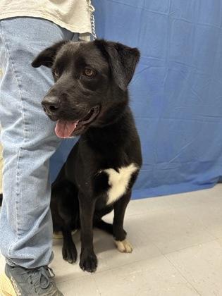 Enlarge Turbo, a Adoptable mixed breed in McCook, NE image 2/3