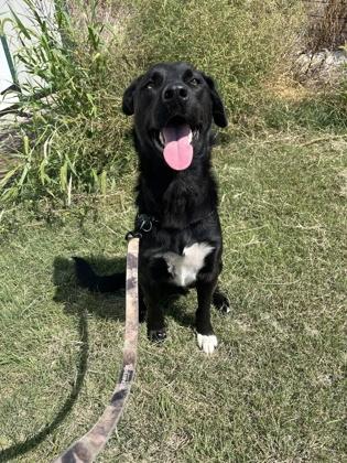 Turbo, Adoptable, Adult Male Labrador Retriever & Mixed Breed.
