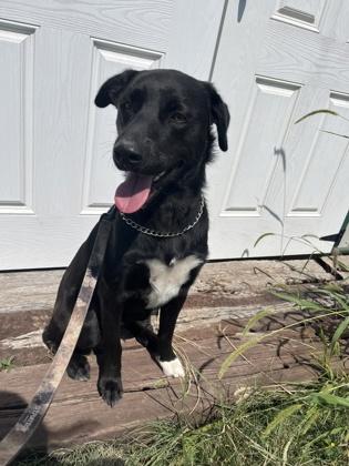 Turbo, a Adoptable mixed breed in McCook, NE image 3/3