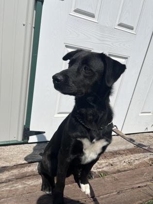 Enlarge Turbo, a Adoptable mixed breed in McCook, NE image 3/3