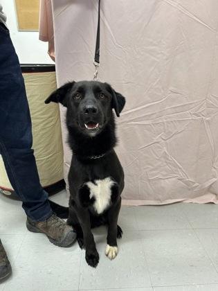 Enlarge Turbo, a Adoptable mixed breed in McCook, NE image 2/3