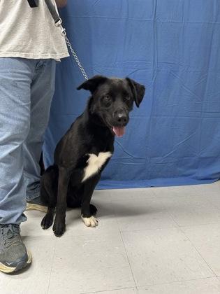 Enlarge Turbo, a Adoptable mixed breed in McCook, NE image 3/3