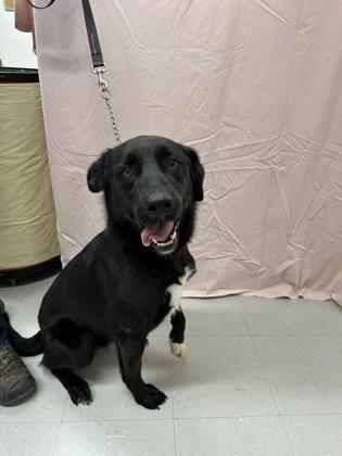 Enlarge Turbo, a Adoptable mixed breed in McCook, NE image 3/3