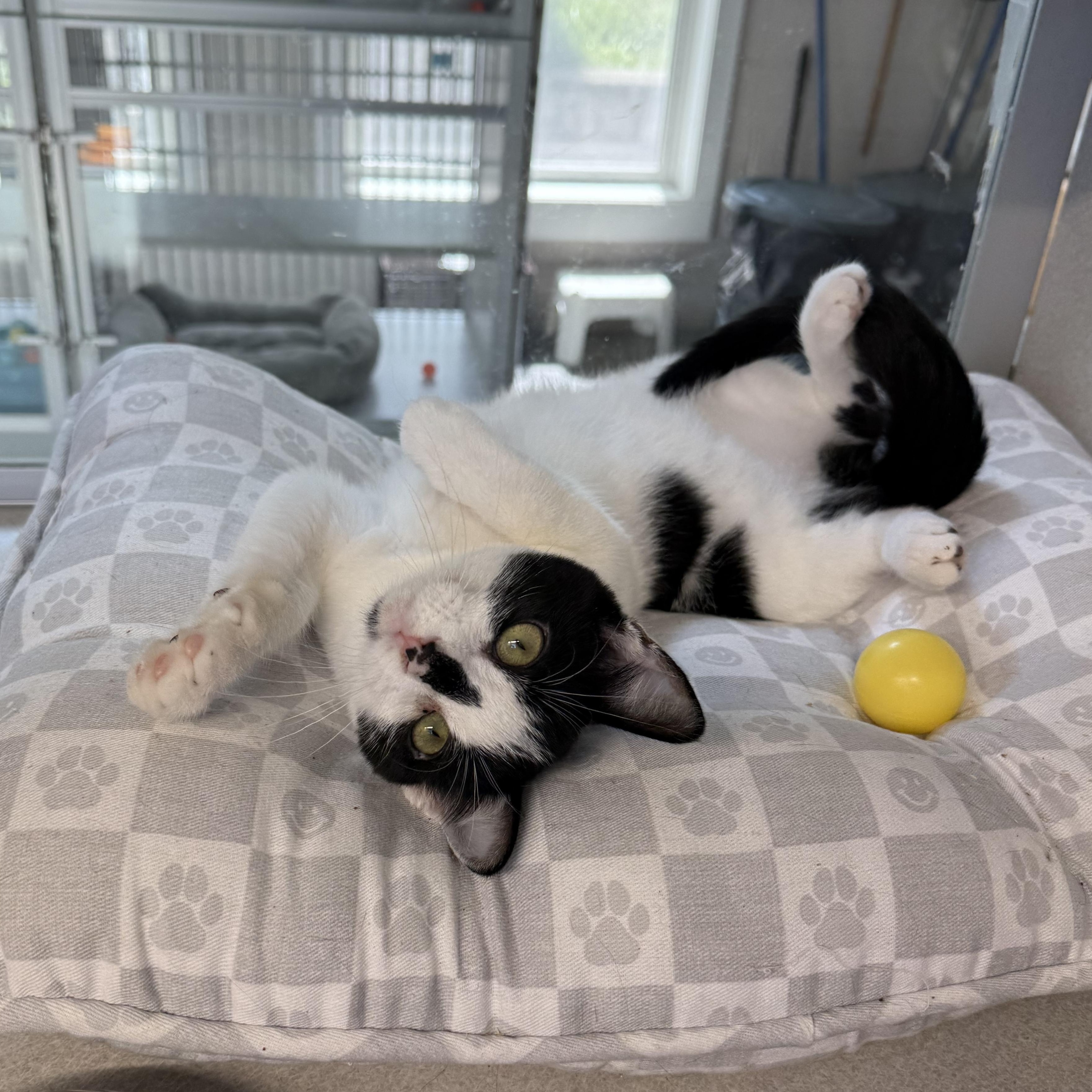 Enlarge Maya & James, a Adoptable mixed breed in West Milford, NJ image 6/6