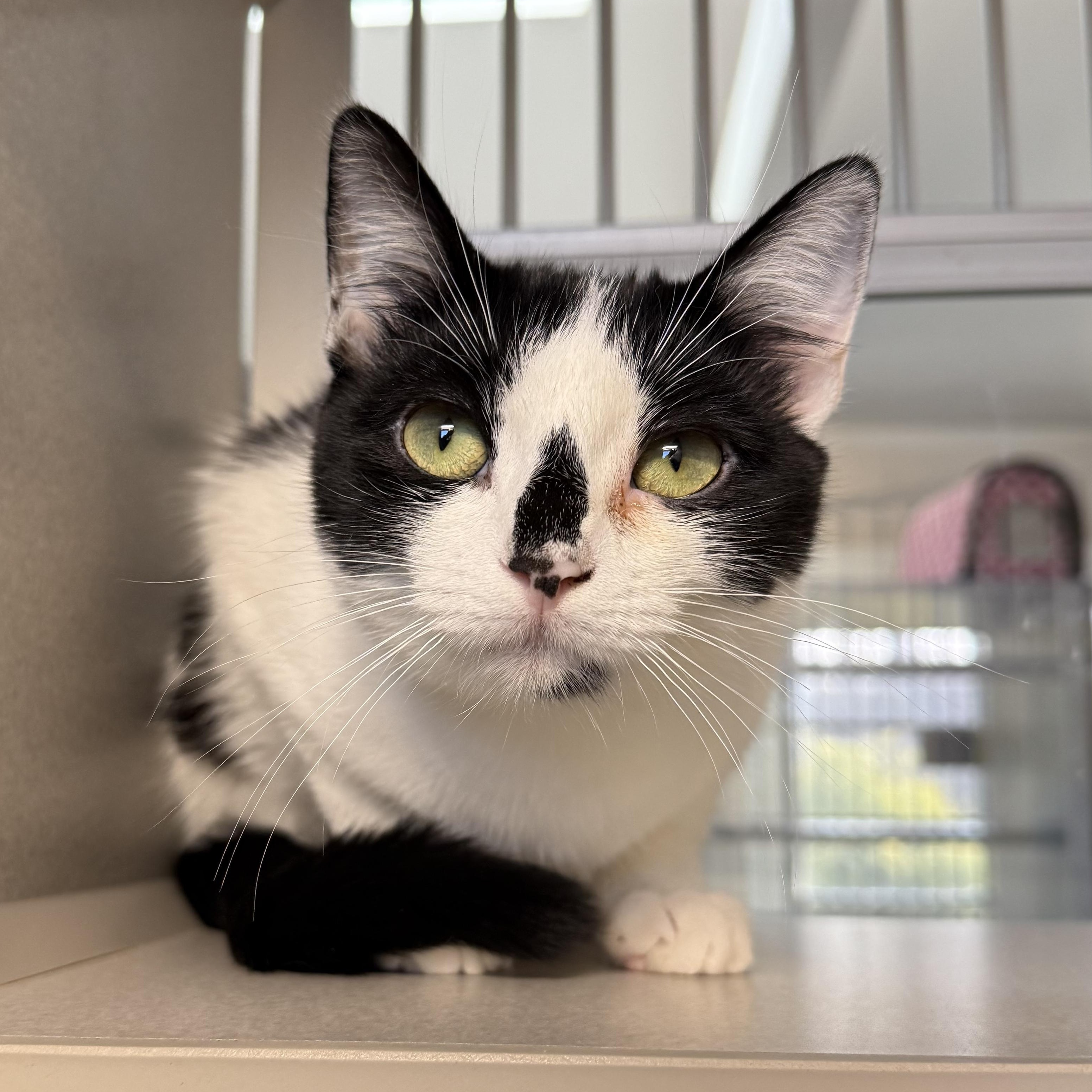 Maya & James, Adoptable, Kitten Female Domestic Short Hair.