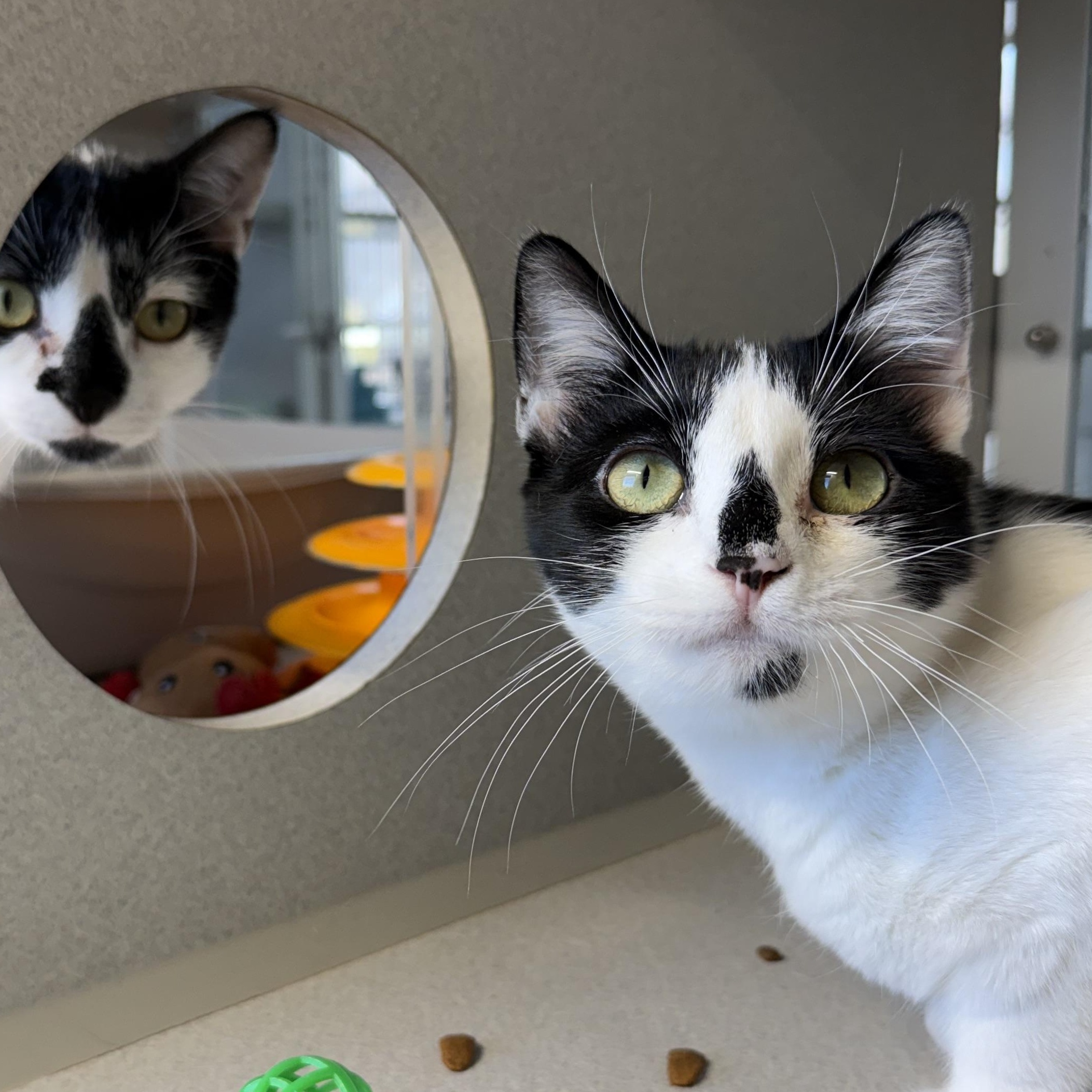 Maya & James, Adoptable, Kitten Female Domestic Short Hair.