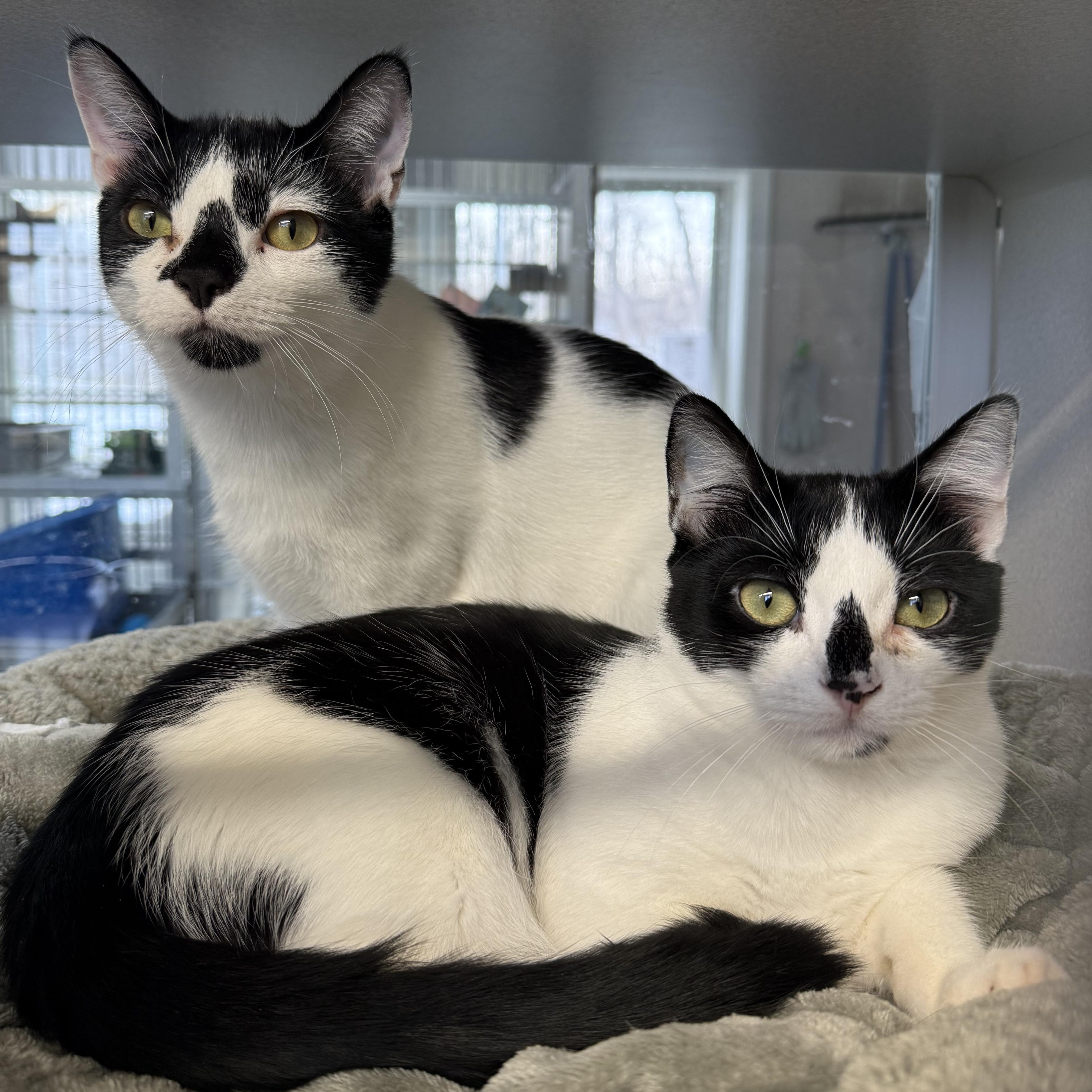 Enlarge Maya & James, a Adoptable mixed breed in West Milford, NJ image 3/6