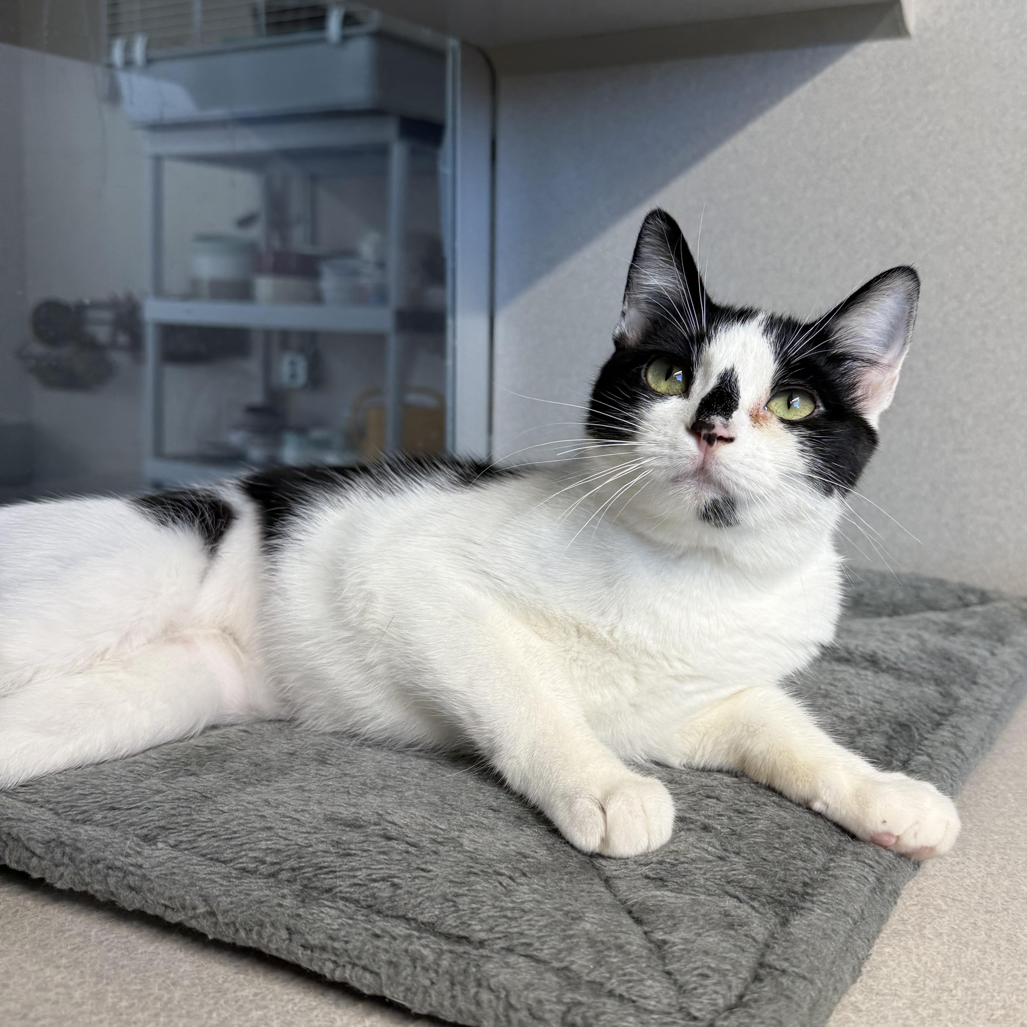 Enlarge Maya & James, a Adoptable mixed breed in West Milford, NJ image 4/6