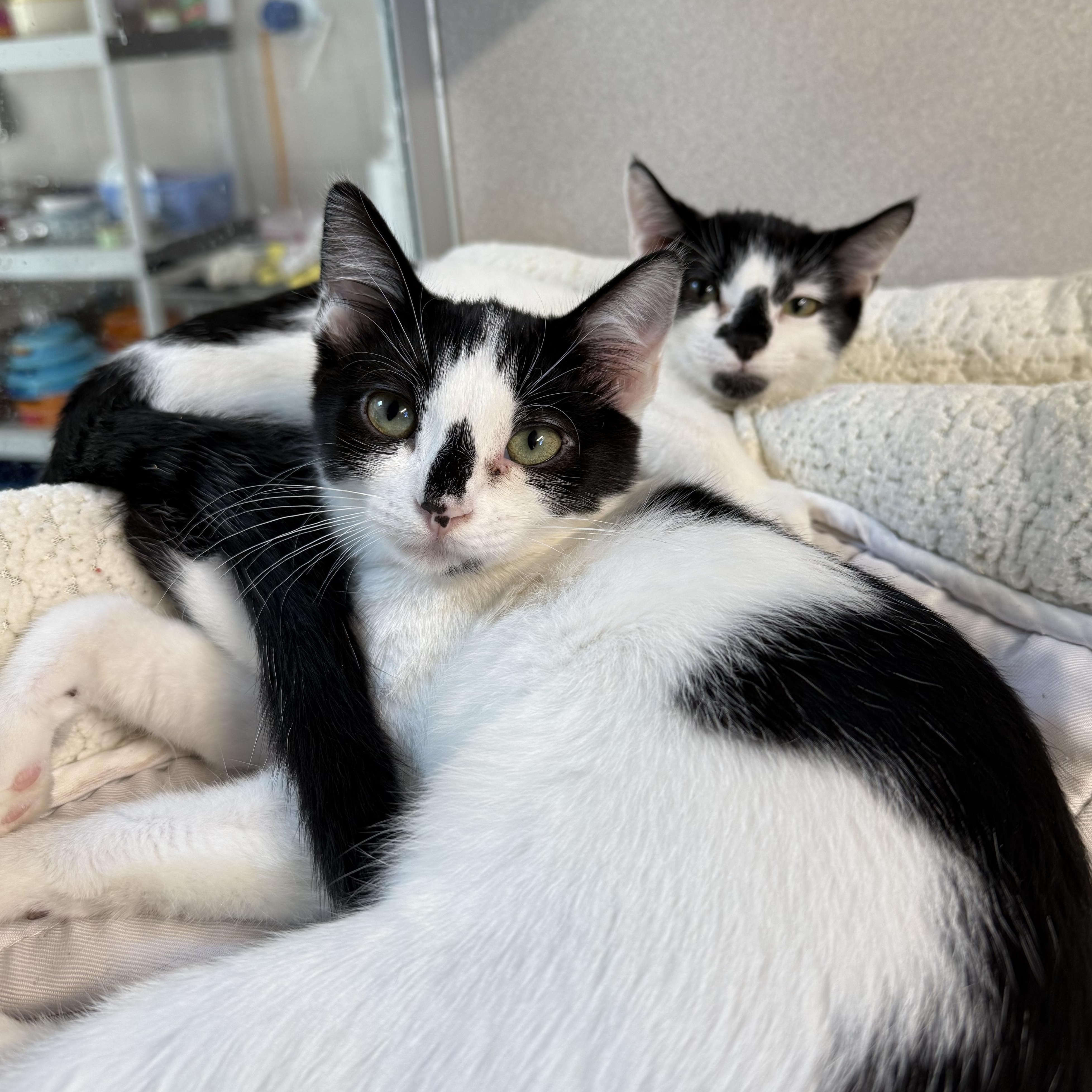 Enlarge Maya & James, a Adoptable mixed breed in West Milford, NJ image 3/6