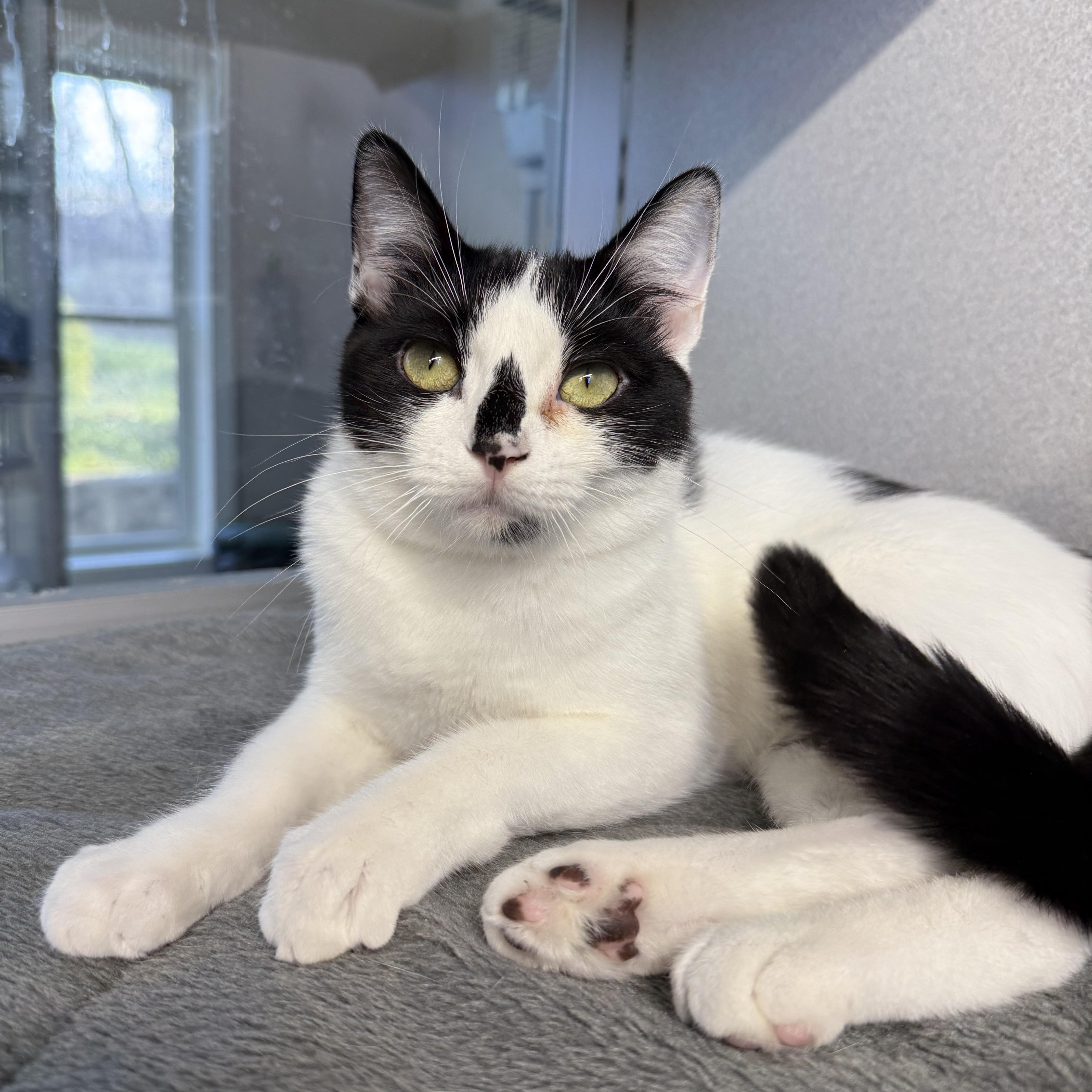 Enlarge Maya & James, a Adoptable mixed breed in West Milford, NJ image 2/6