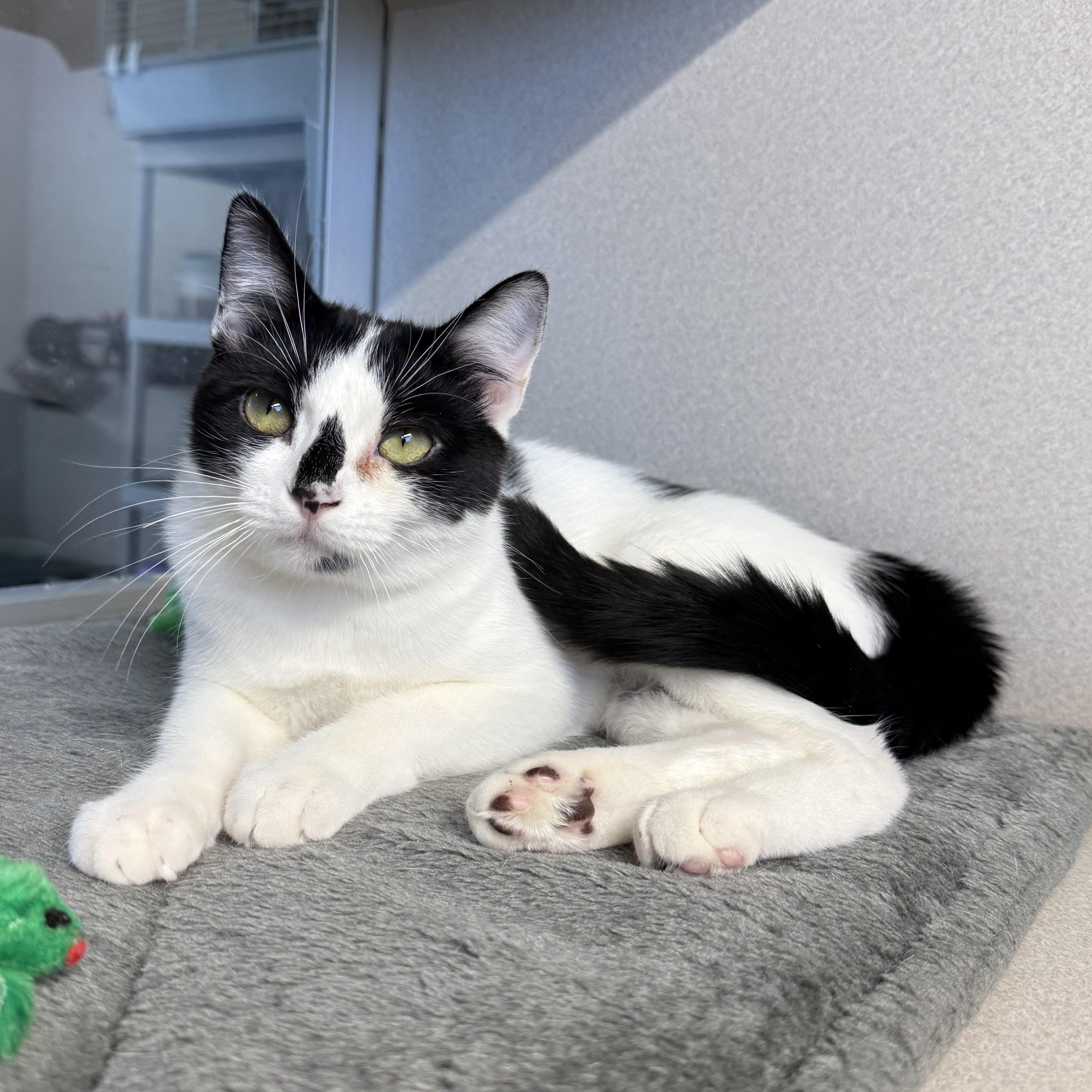 Enlarge Maya & James, a Adoptable mixed breed in West Milford, NJ image 5/6