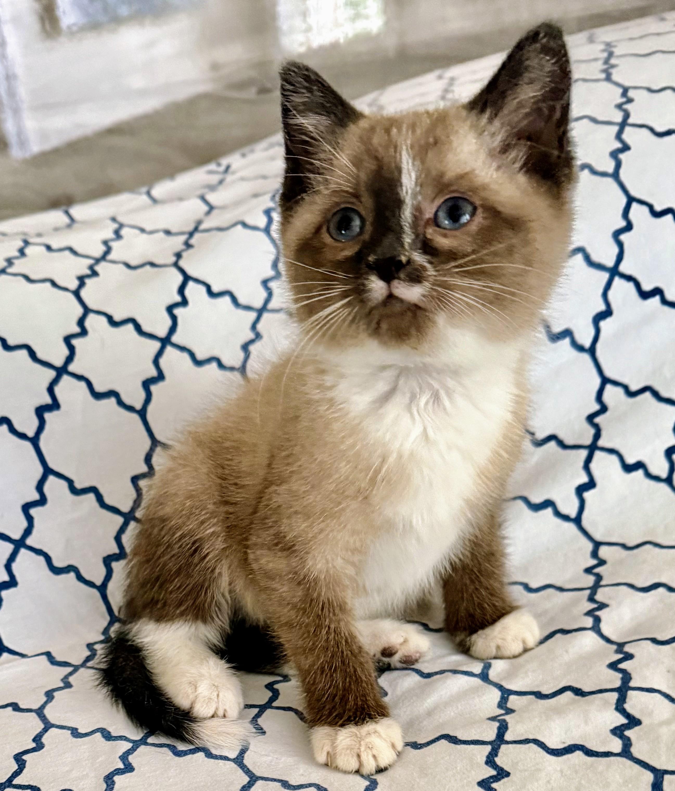 LITTLE SHAVERS MALES, Baby Male Snowshoe