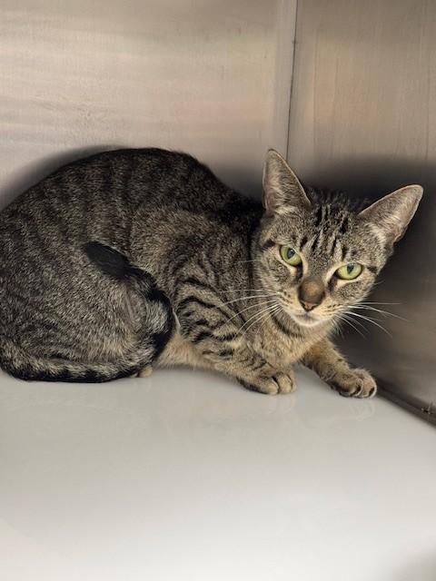 POSEY, Adoptable, Young Female Domestic Short Hair.