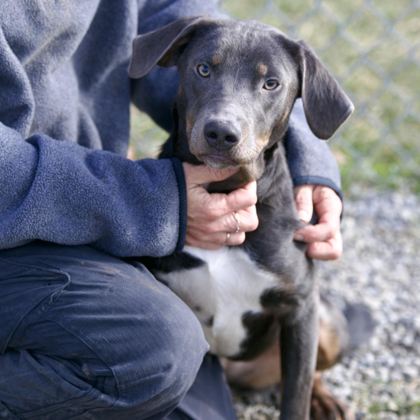 Iris, an adoptable mixed breed in Mount Sterling, KY image 1/3