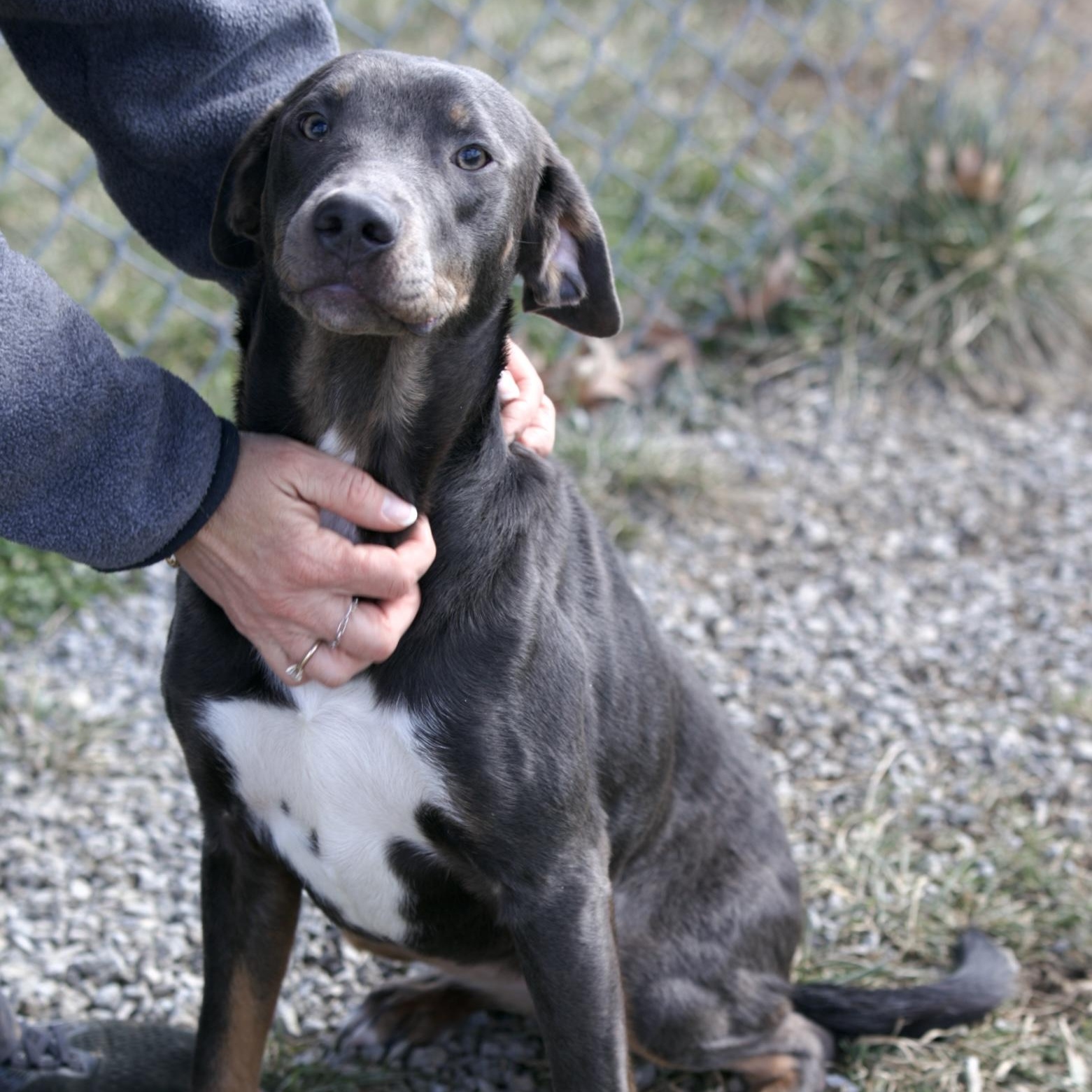 Iris, an adoptable mixed breed in Mount Sterling, KY image 3/3