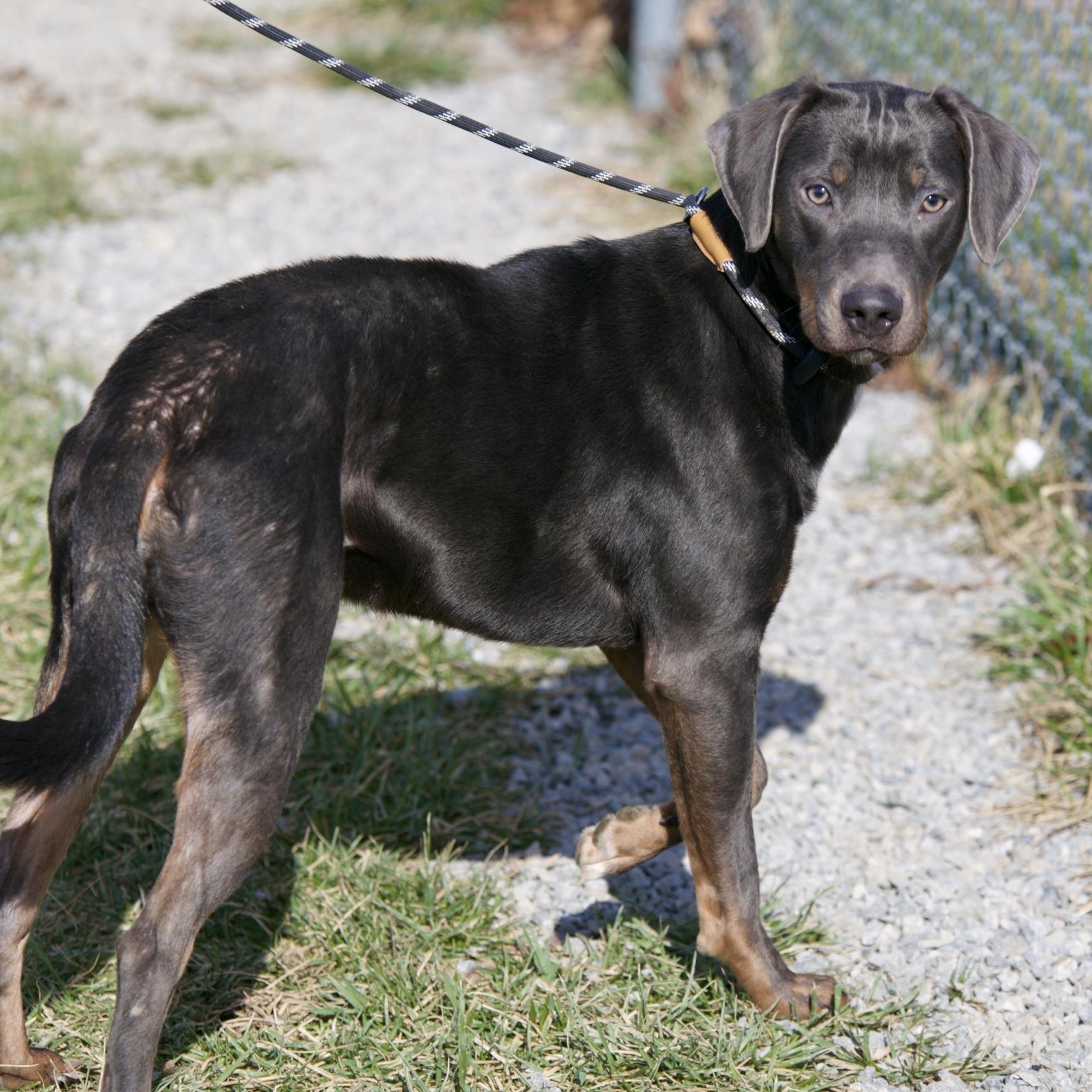 Iris, an adoptable mixed breed in Mount Sterling, KY image 2/3