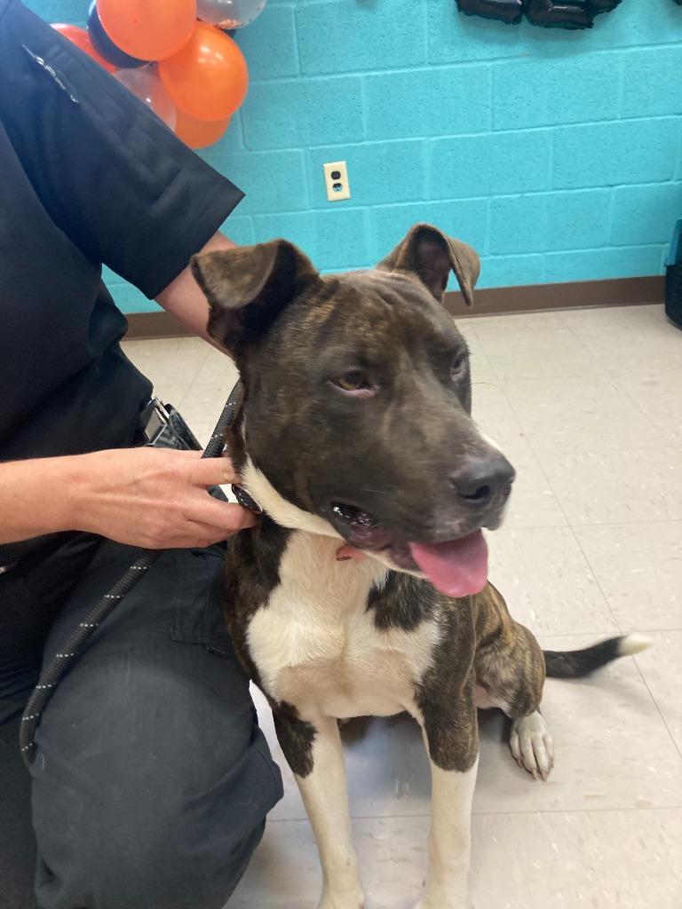 Enlarge Espresso, a Adoptable mixed breed in Burnsville, NC image 1/6