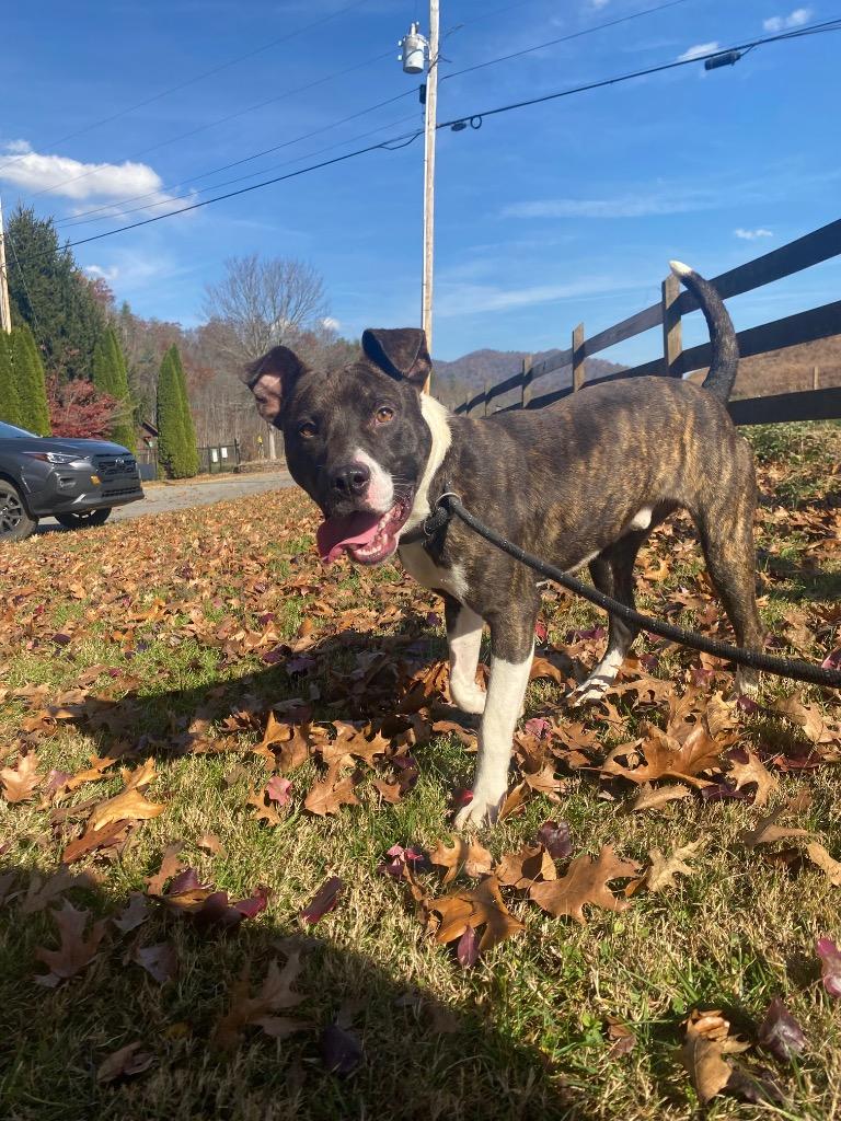 Enlarge Espresso, a Adoptable mixed breed in Burnsville, NC image 2/6