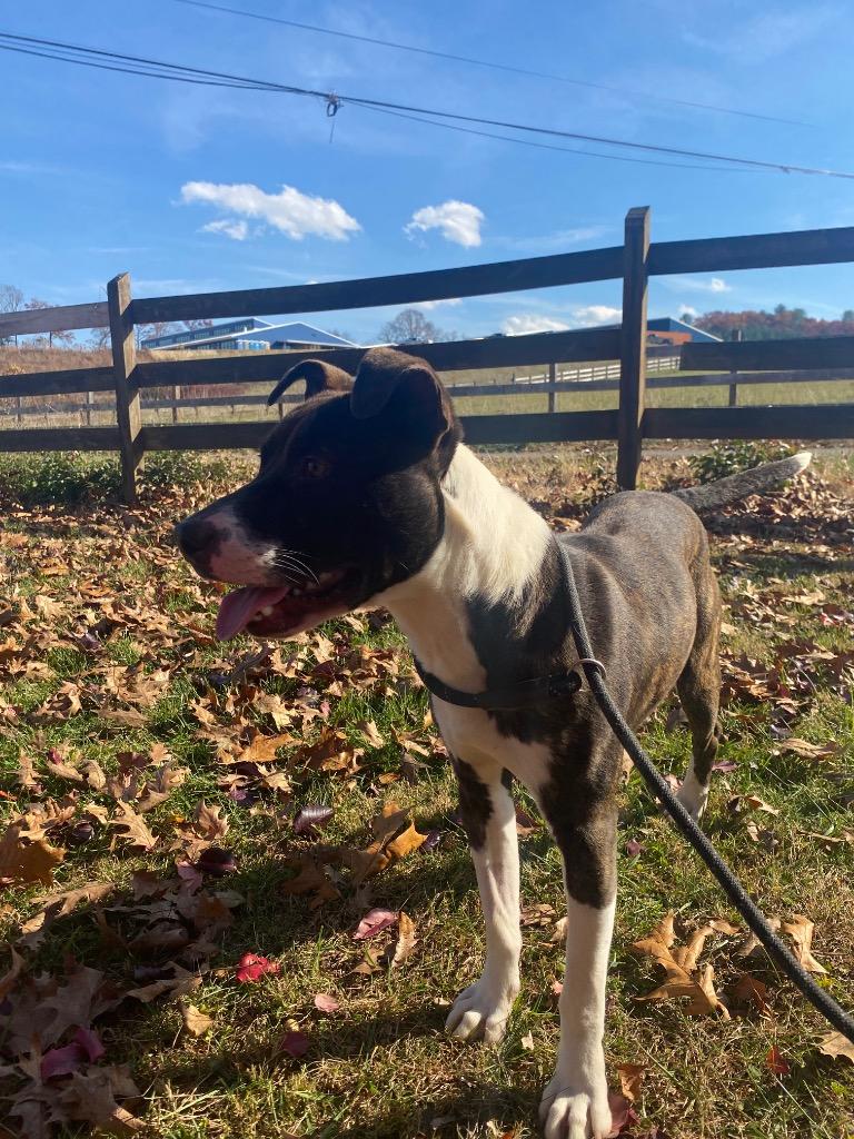 Enlarge Espresso, a Adoptable mixed breed in Burnsville, NC image 3/6