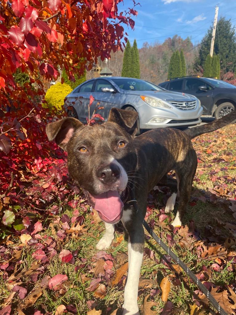 Enlarge Espresso, a Adoptable mixed breed in Burnsville, NC image 5/6