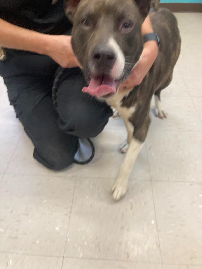 Enlarge Espresso, a Adoptable mixed breed in Burnsville, NC image 6/6