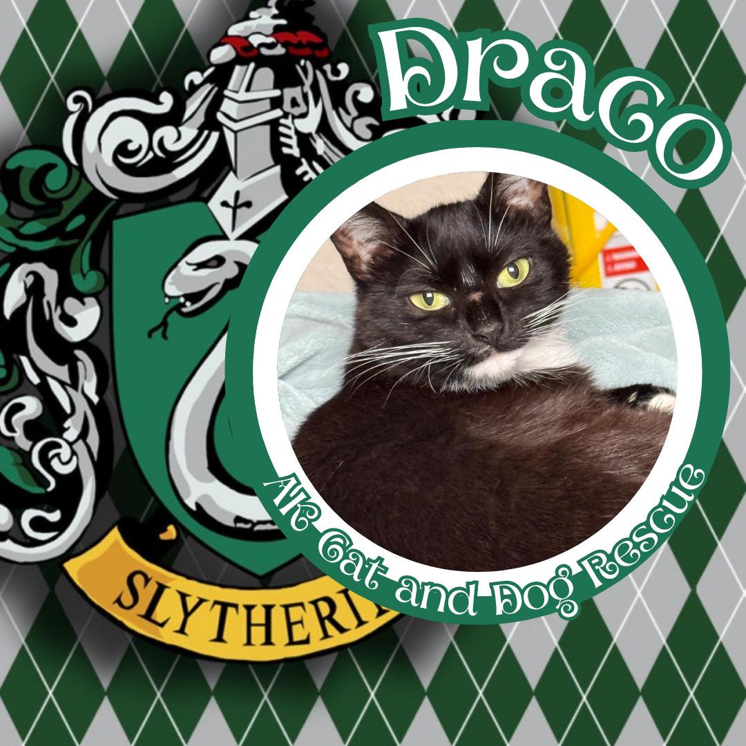 Draco, Adoptable, Adult Female Domestic Medium Hair.