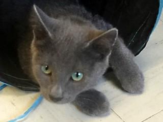 Micky, an adoptable Domestic Short Hair, Russian Blue in Anaconda, MT, 59711 | Photo Image 3