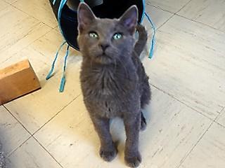 Micky, an adoptable Domestic Short Hair, Russian Blue in Anaconda, MT, 59711 | Photo Image 4
