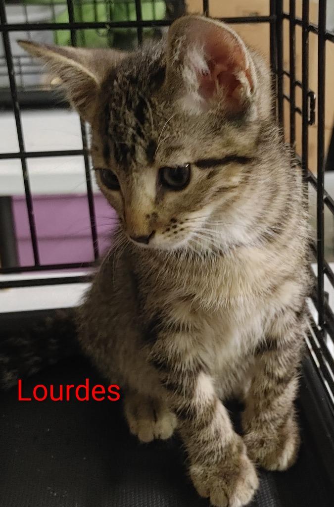 Lourdes, Adoptable, Kitten Female Domestic Short Hair.