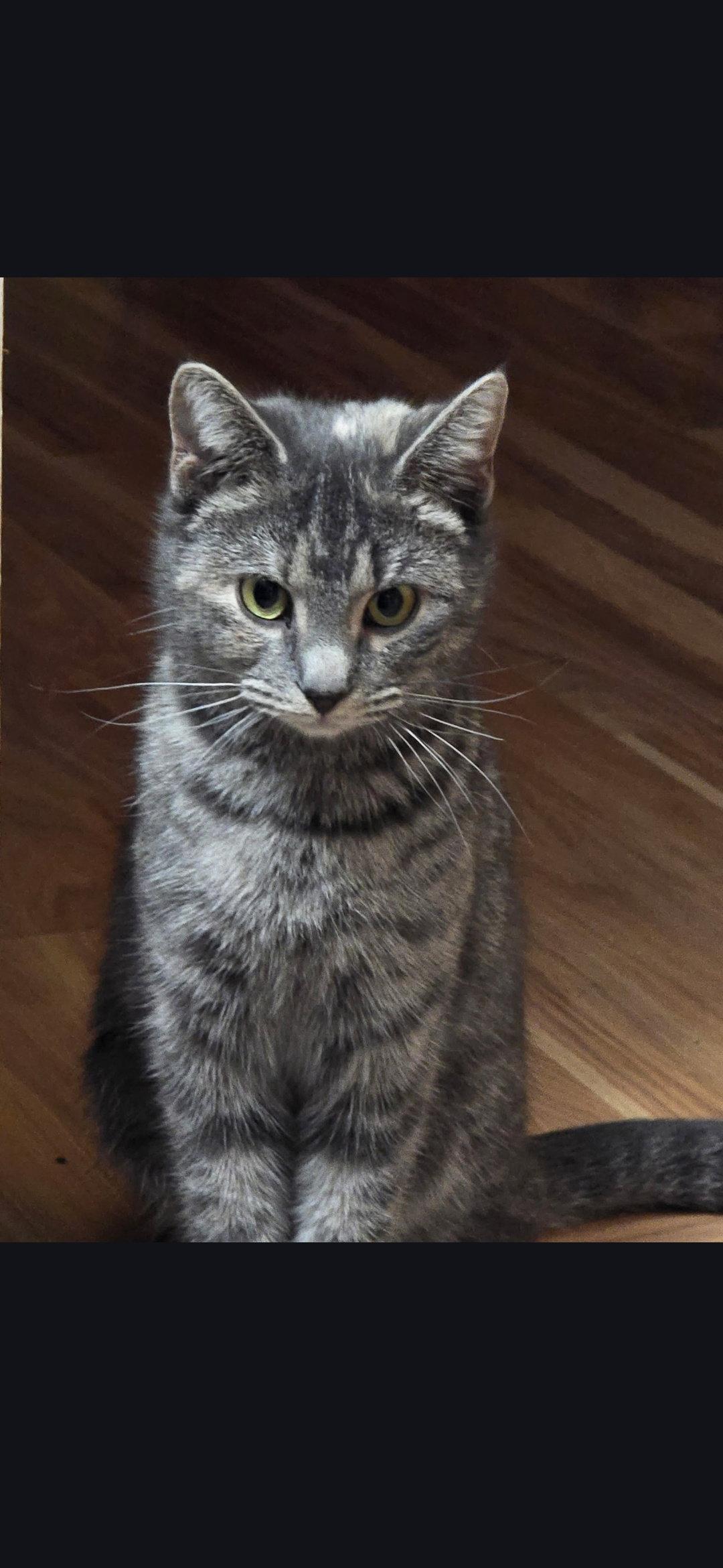 Noodles, Adoptable, Adult Female Domestic Short Hair.