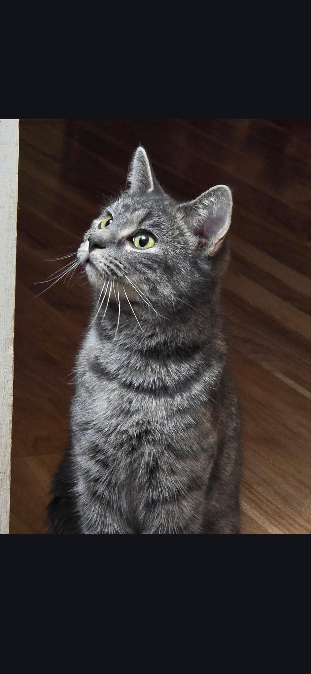 Enlarge Noodles, a Adoptable Domestic Short Hair in Harrisburg, PA image 2/2