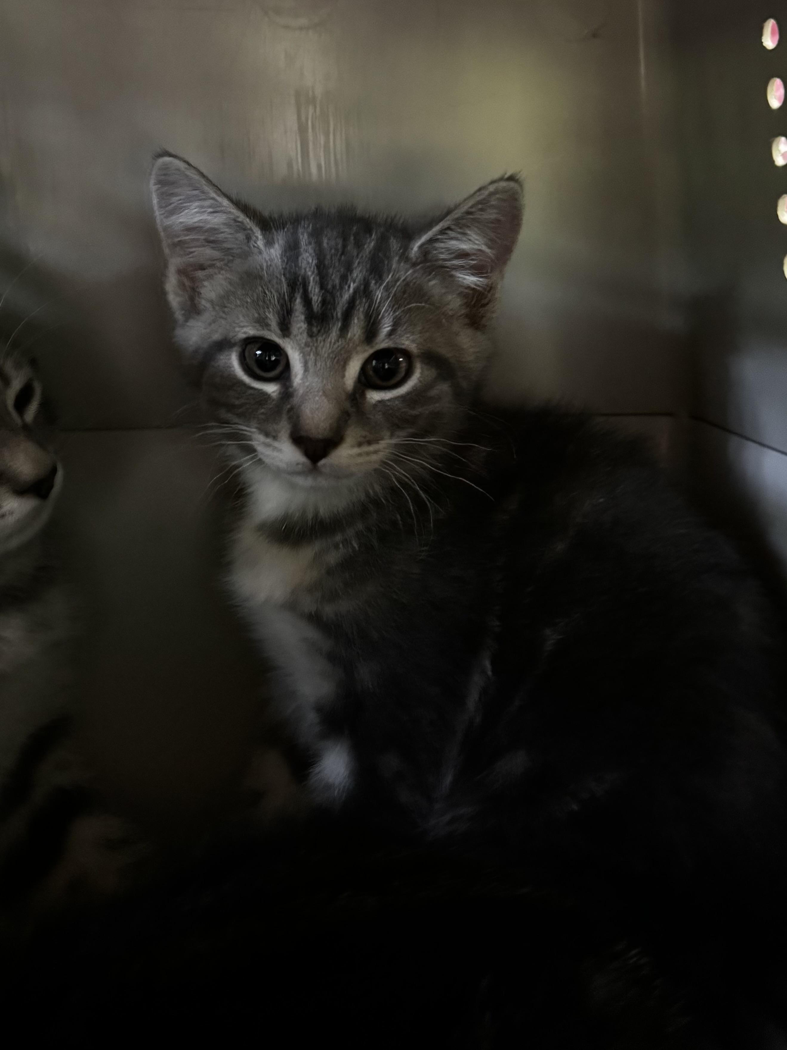Maddi, Adopted, Kitten Female Domestic Short Hair.
