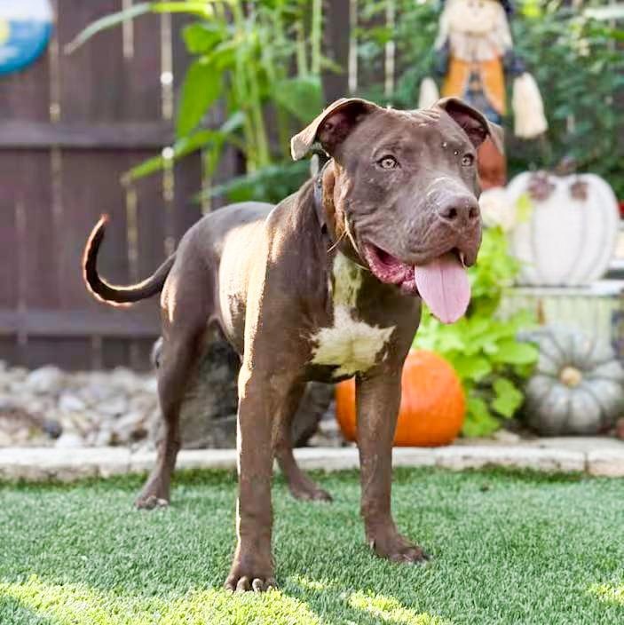 Chopper, ADOPTABLE, Young Male Boxer & Terrier.