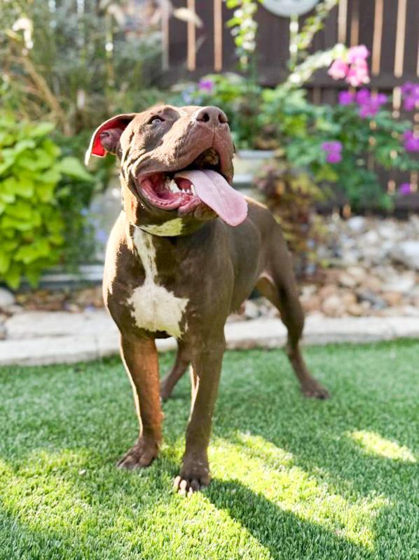 Enlarge Chopper, a ADOPTABLE mixed breed in Southport, CT image 2/4