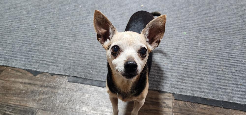Enlarge JOANNE 253-26, a Adopted mixed breed in Cambridge, OH image 2/2