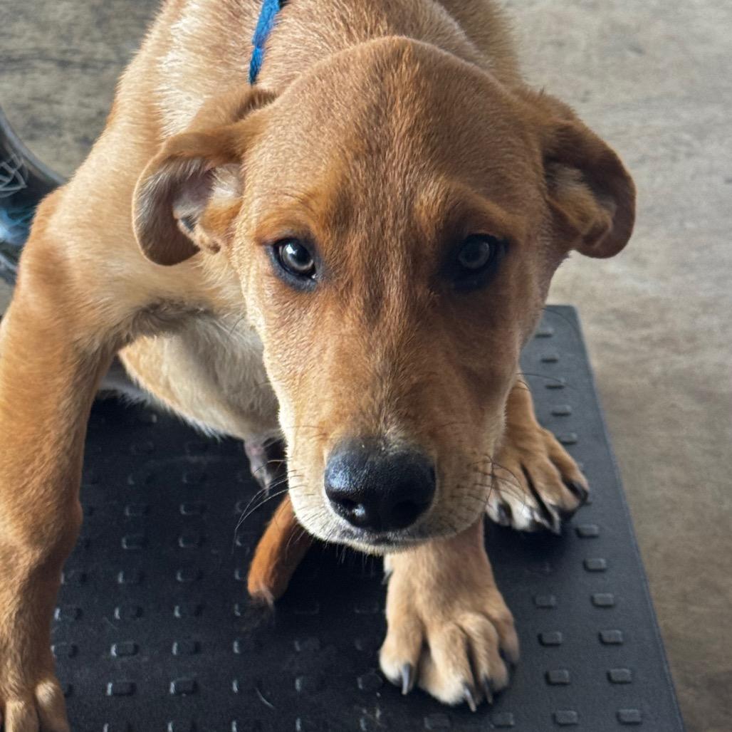 Tank, Adoptable, Puppy Male Labrador Retriever.