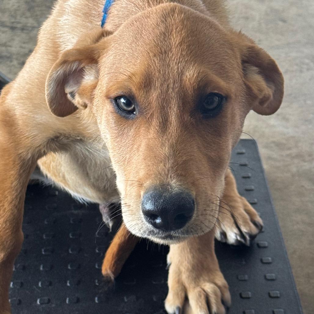 Enlarge Tank, a Adoptable mixed breed in Clarksdale, MS image 2/2