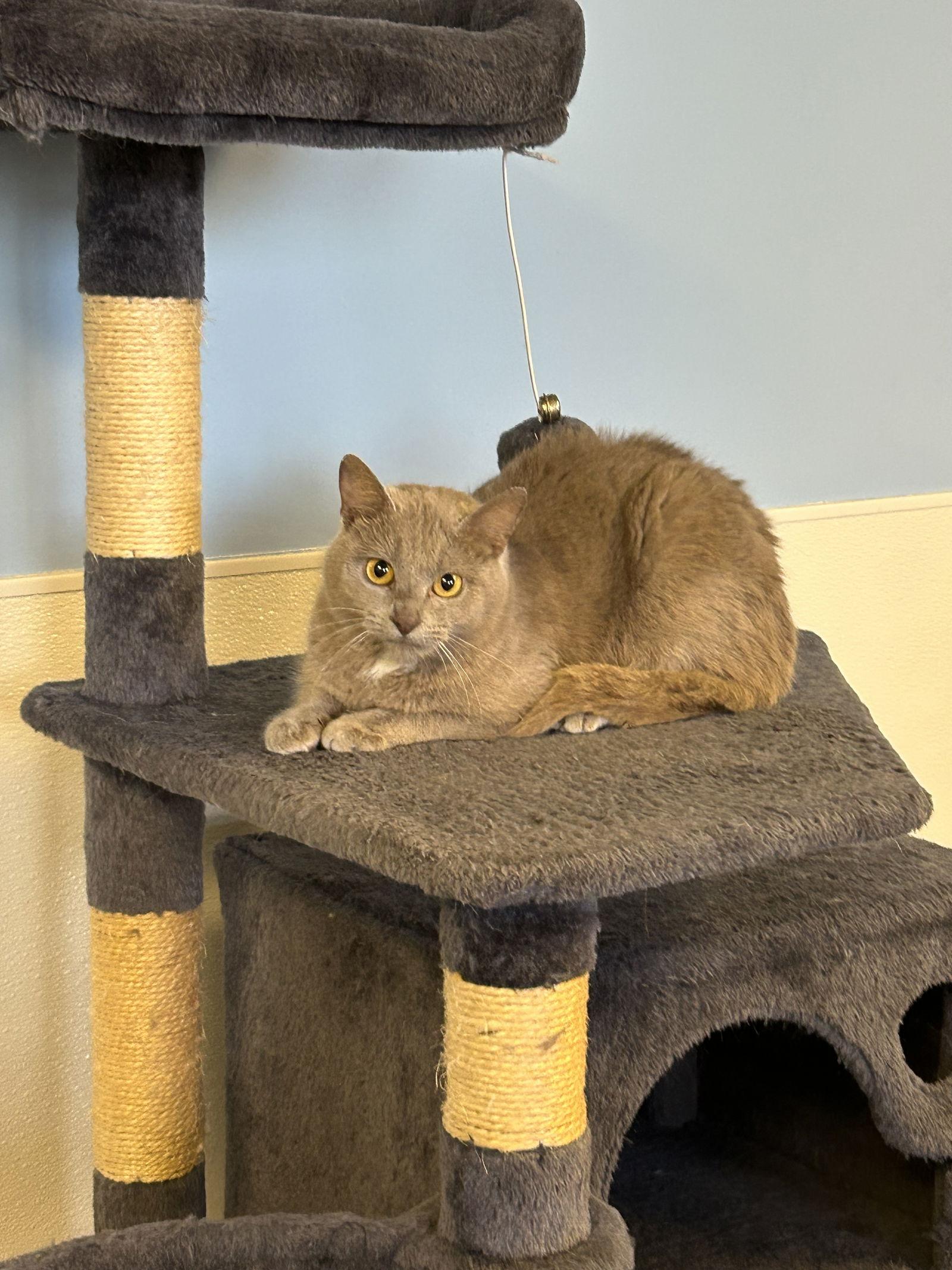 Street Car, Adoptable, Young Female Domestic Short Hair.