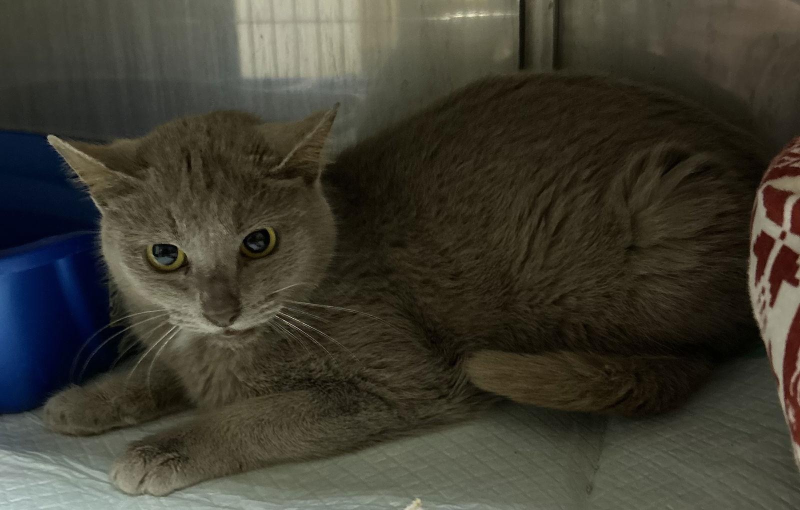 Enlarge Street Car, a Adoptable Domestic Short Hair in Steeleville, IL image 2/2