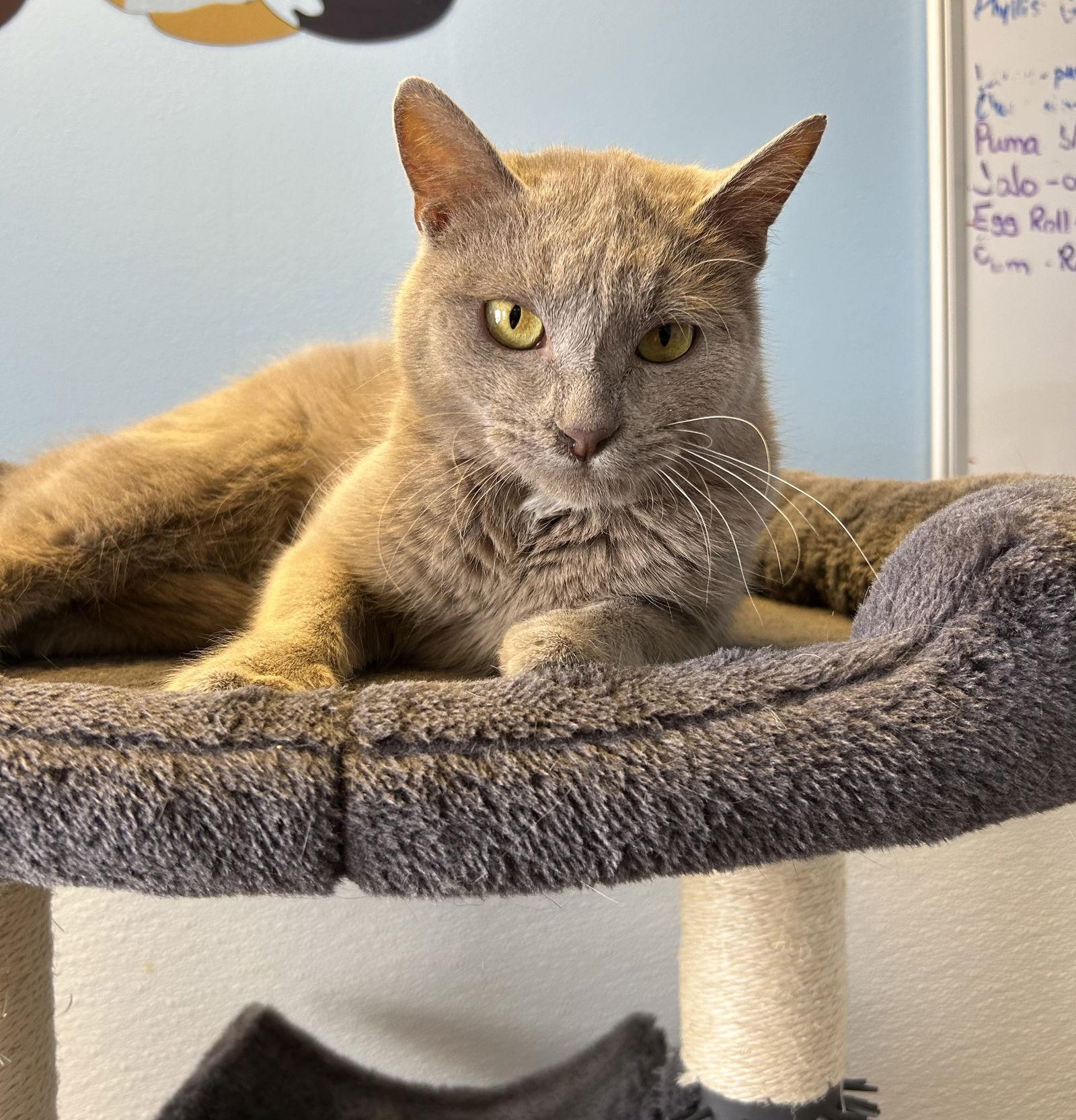 Street Car, Adoptable, Young Female Domestic Short Hair.