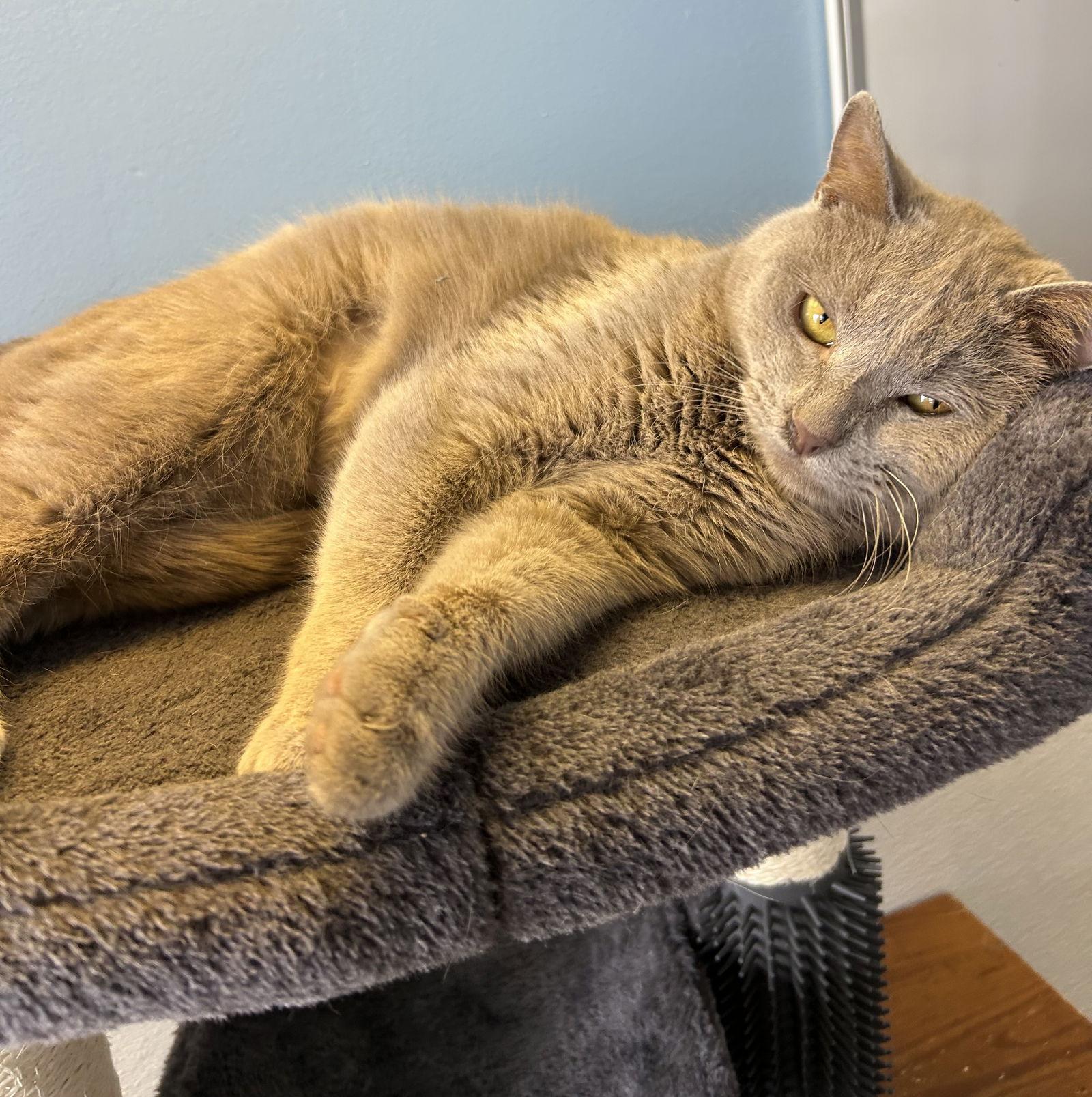 Enlarge Street Car, a Adoptable Domestic Short Hair in Steeleville, IL image 2/3