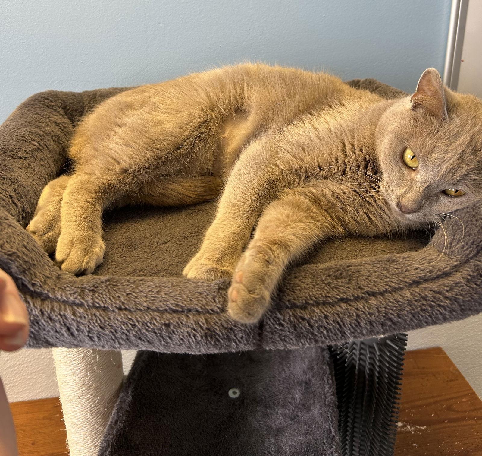 Enlarge Street Car, a Adoptable Domestic Short Hair in Steeleville, IL image 3/3