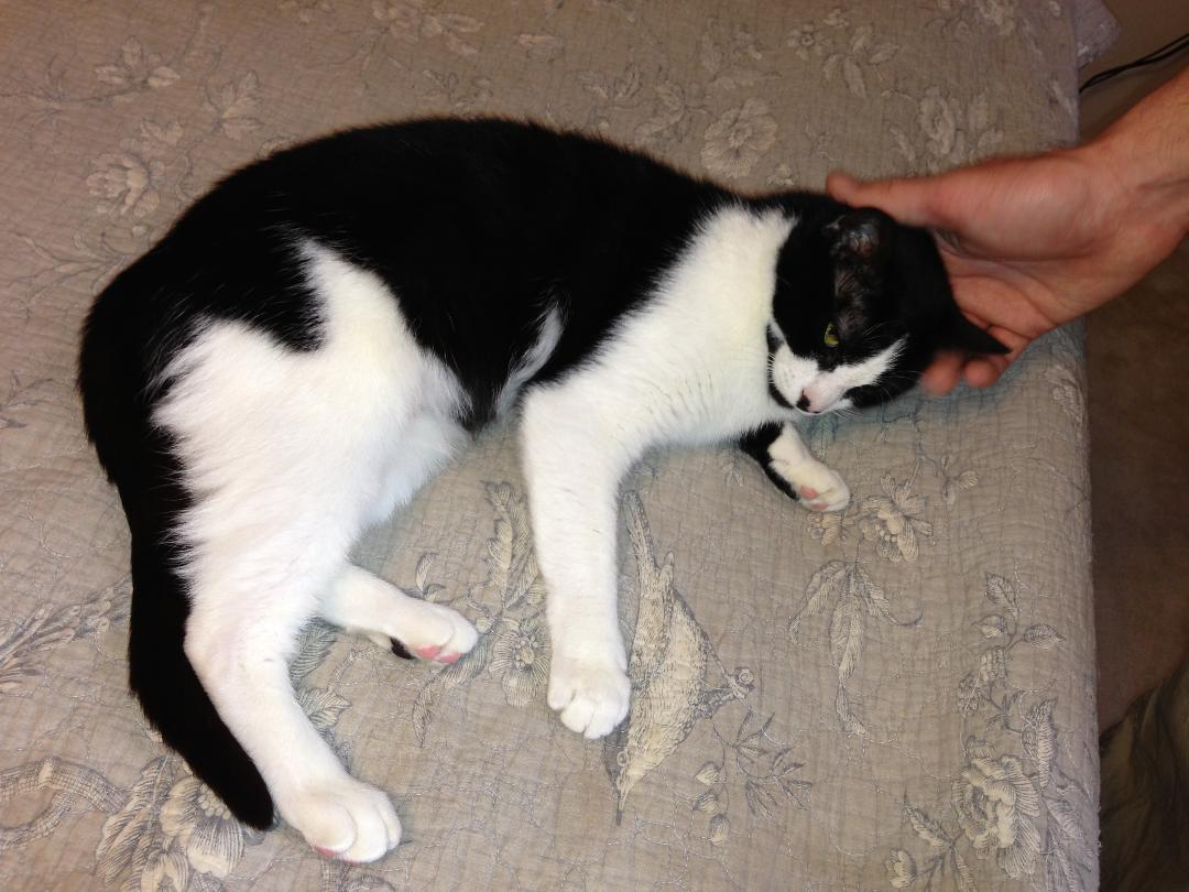 Enlarge Claire, loving and sweet, a Adoptable Domestic Short Hair in West Chester, PA image 2/6