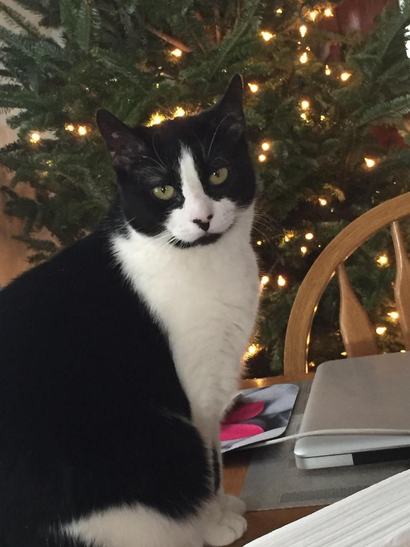 Enlarge Claire, loving and sweet, a Adoptable Domestic Short Hair in West Chester, PA image 3/6