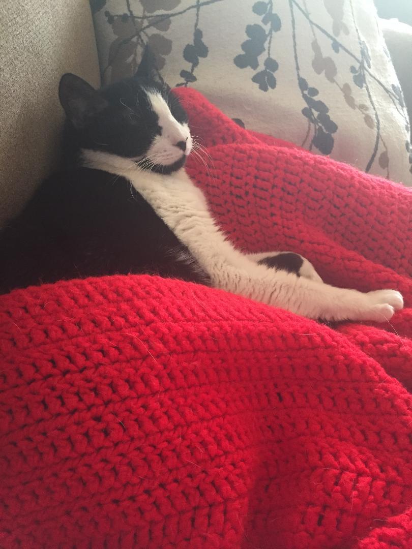 Enlarge Claire, loving and sweet, a Adoptable Domestic Short Hair in West Chester, PA image 4/6