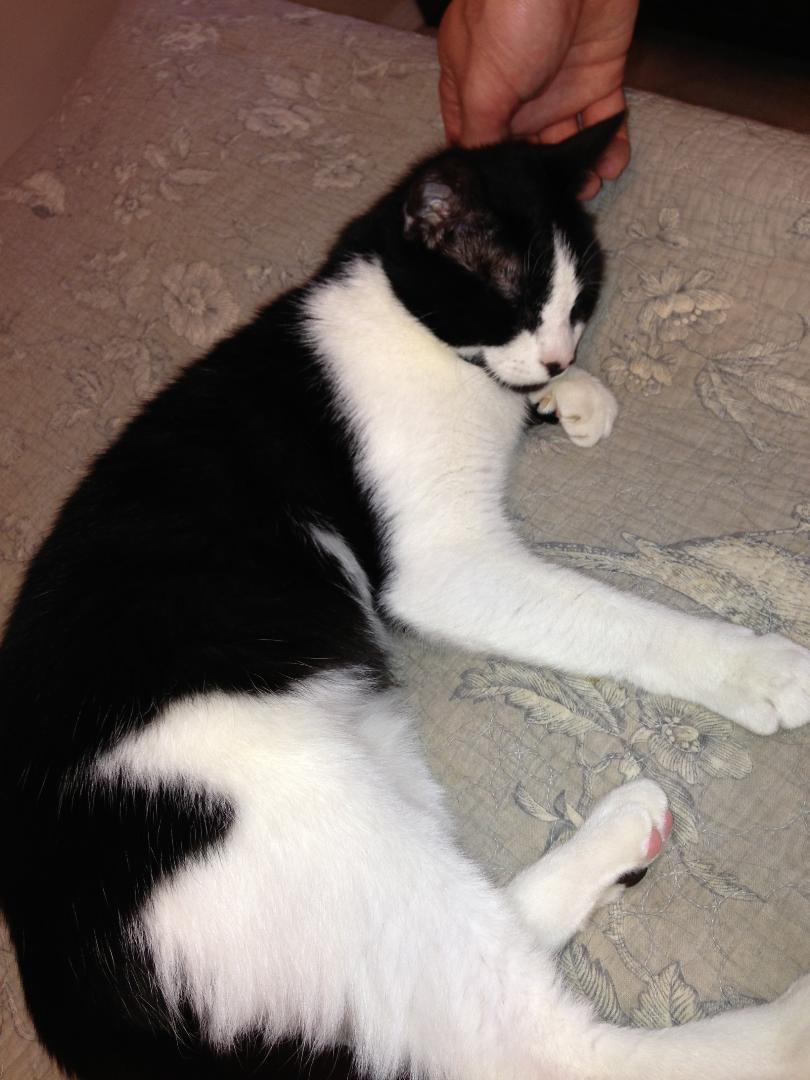Enlarge Claire, loving and sweet, a Adoptable Domestic Short Hair in West Chester, PA image 5/6