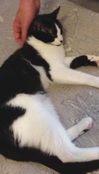 Enlarge Claire, loving and sweet, a Adoptable Domestic Short Hair in West Chester, PA video 6/6