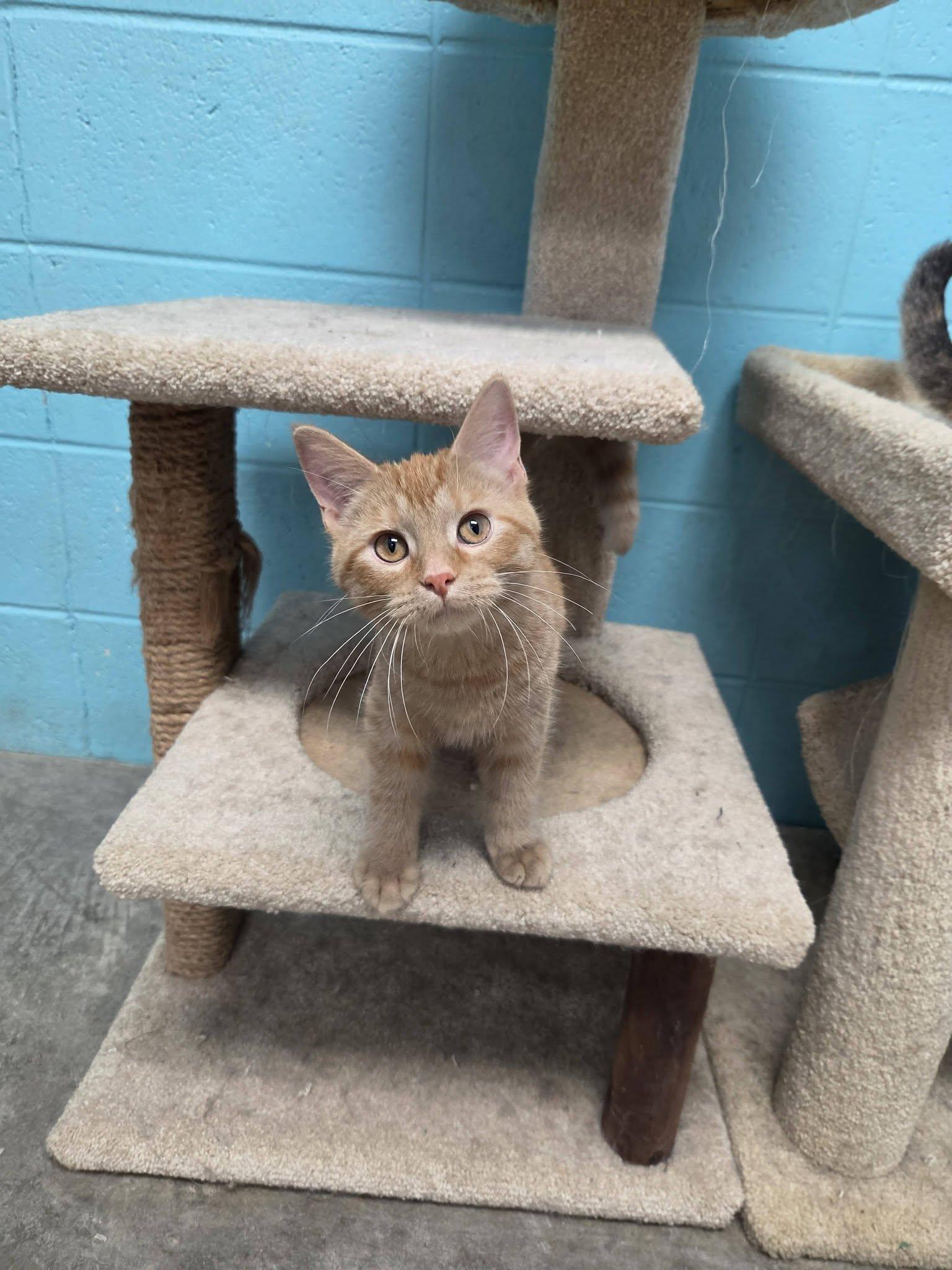 Justice, adopted, Kitten Female Domestic Short Hair.