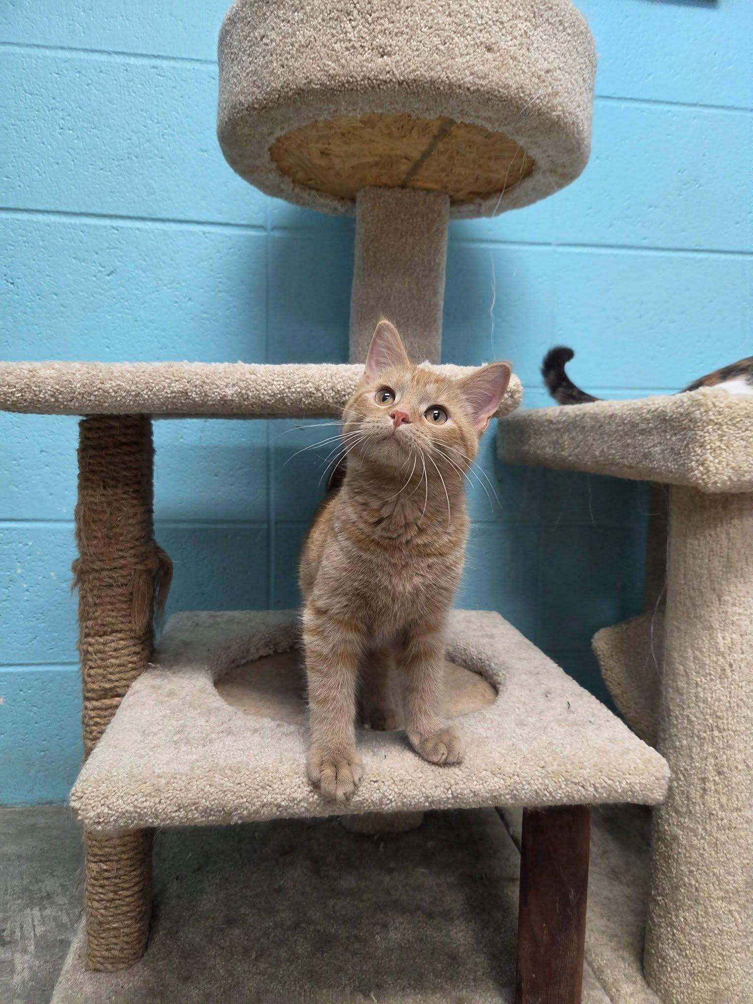 Enlarge Justice, an adopted Domestic Short Hair in Chilton, WI image 3/6